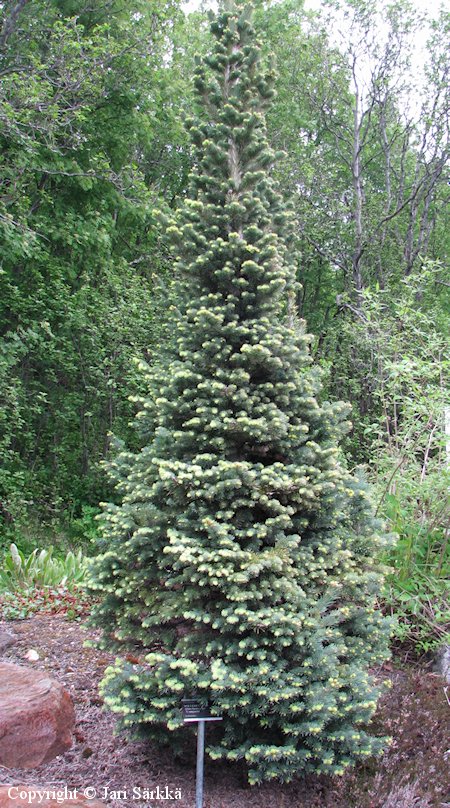 Kääpiölännenpihta - liten korkgran - Abies lasiocarpa 'Compacta' Abies lasiocarpa 'Compacta' kääpiölännenpihta